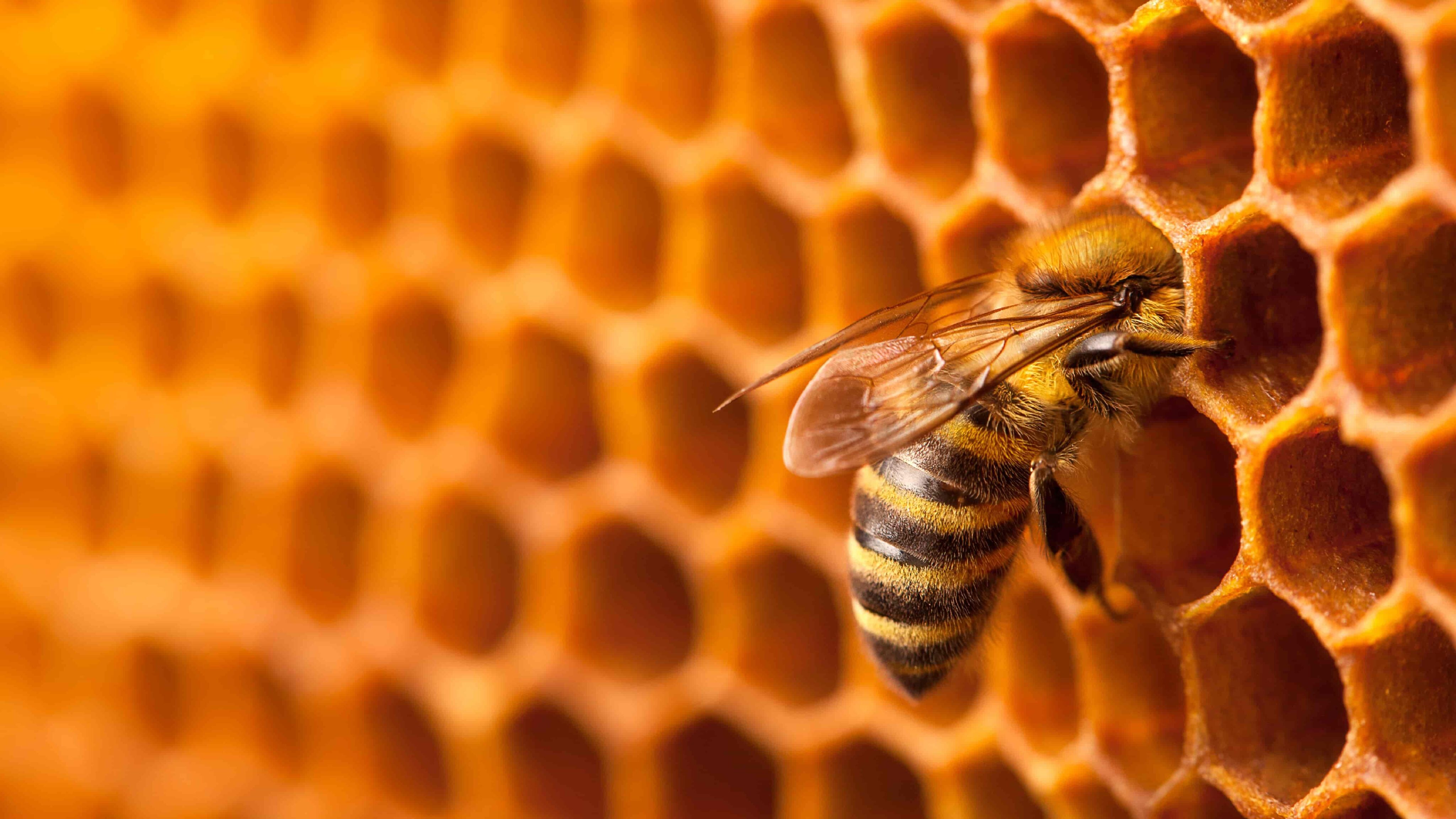 A close-up of a bee on honeycomb, showcasing the intricate structure and glistening honey within the cells.