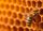 A close-up of a bee on honeycomb, showcasing the intricate structure and glistening honey within the cells.